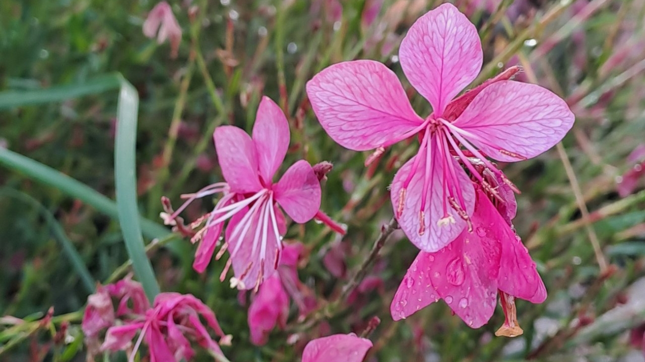 74e8f353269a013aa3c06580d87ea1f3_saint-flor